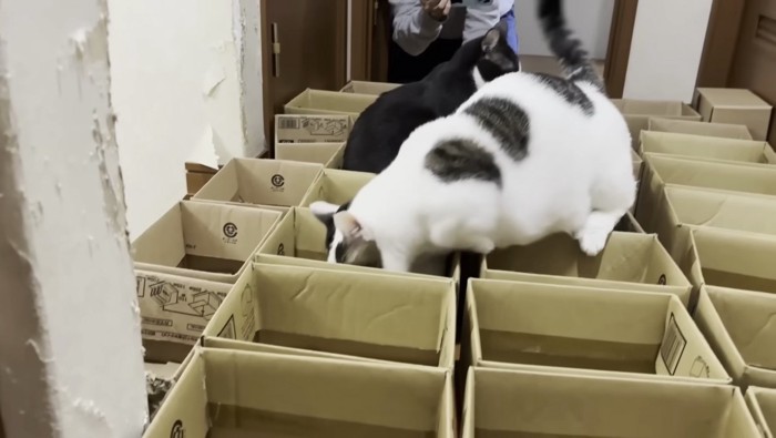 豆大福のクロール