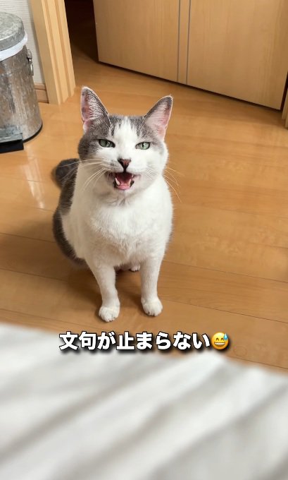 座って怒っている猫