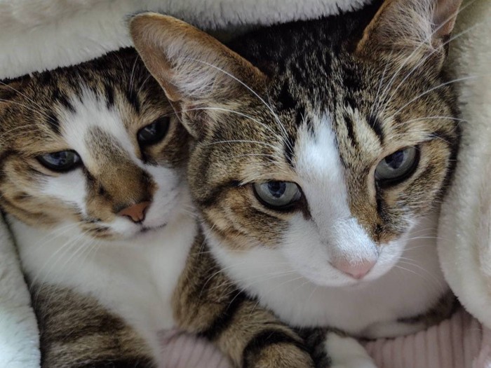 布団から顔を出す猫2匹