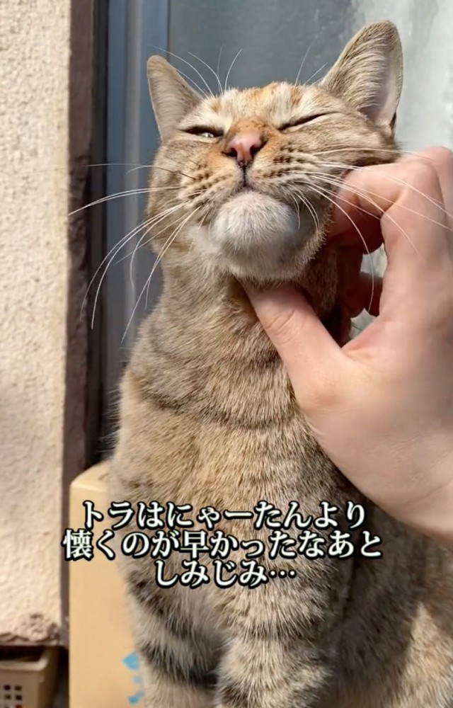 甘える野良猫