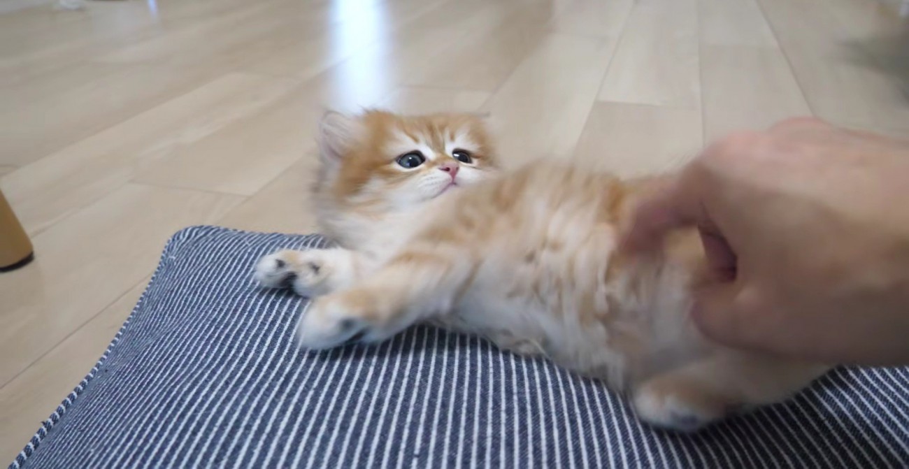 撫でられて気持ちよさそうな赤ちゃん