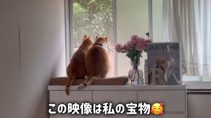 窓の外を眺める茶白猫と子猫