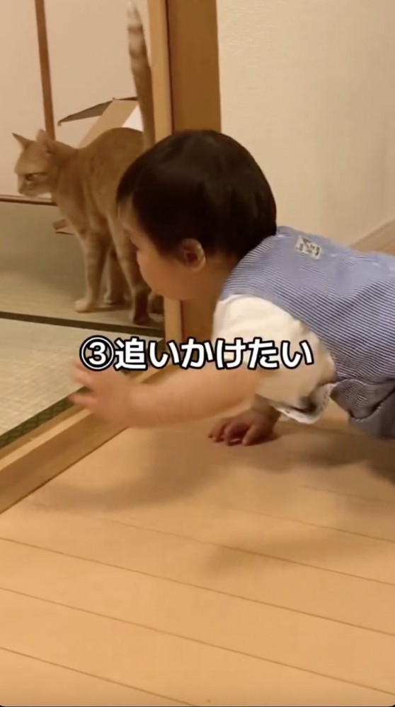 猫を追いかける子供