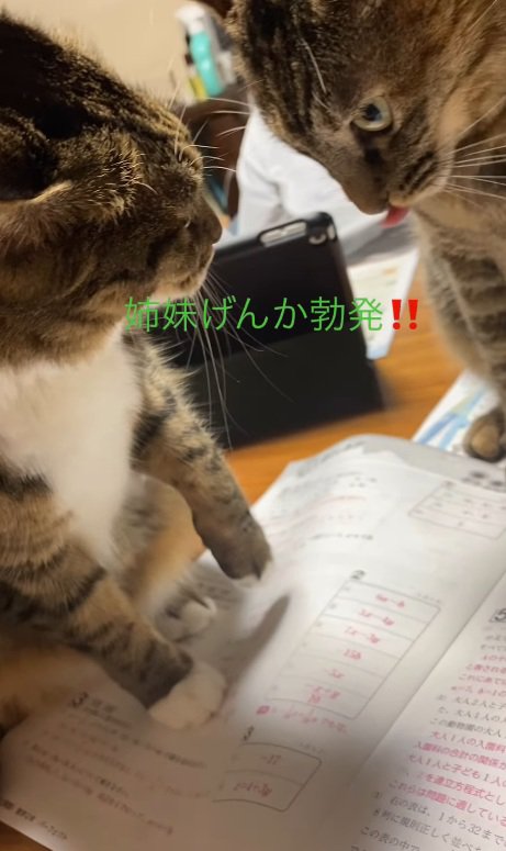 ケンカする猫