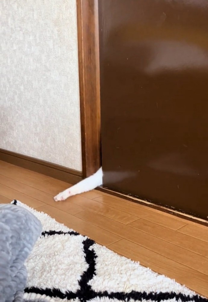 手を目いっぱい伸ばす猫