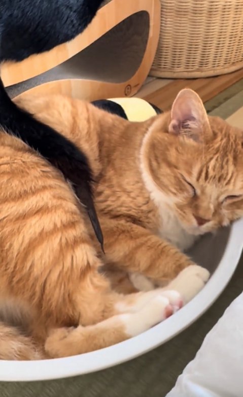 黒い尻尾が乗せられている茶トラ