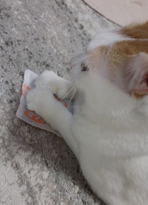 カイロに前足を乗せる猫