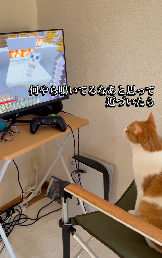 モニターを見つめる猫