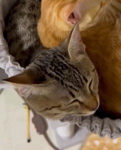 茶トラ柄の猫に乗られるキジトラ柄の猫