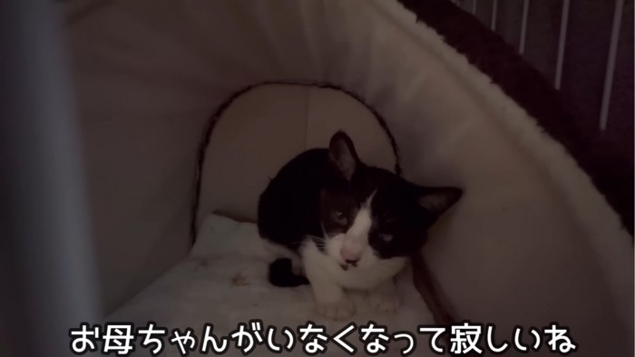 隅にうずくまる子猫