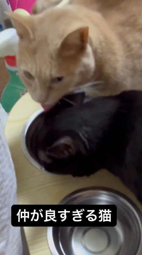 皿から顔を上げて口元を舐めるオレンジ色の猫