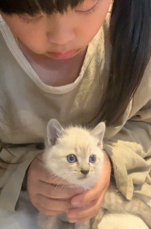 女の子の手に包まれる子猫