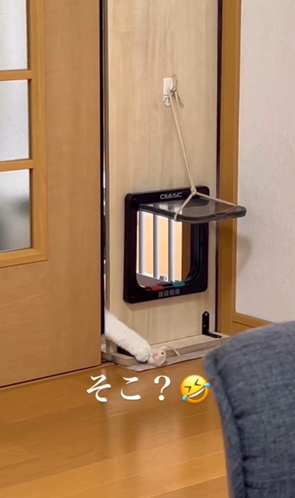 「そこ？」と書かれた猫の手の写真