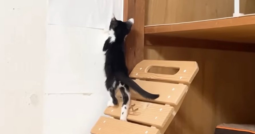 ガシガシするロアくん