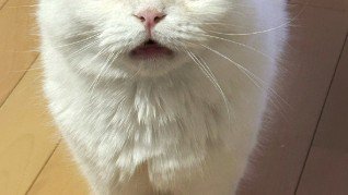 三角形に開いた猫の口