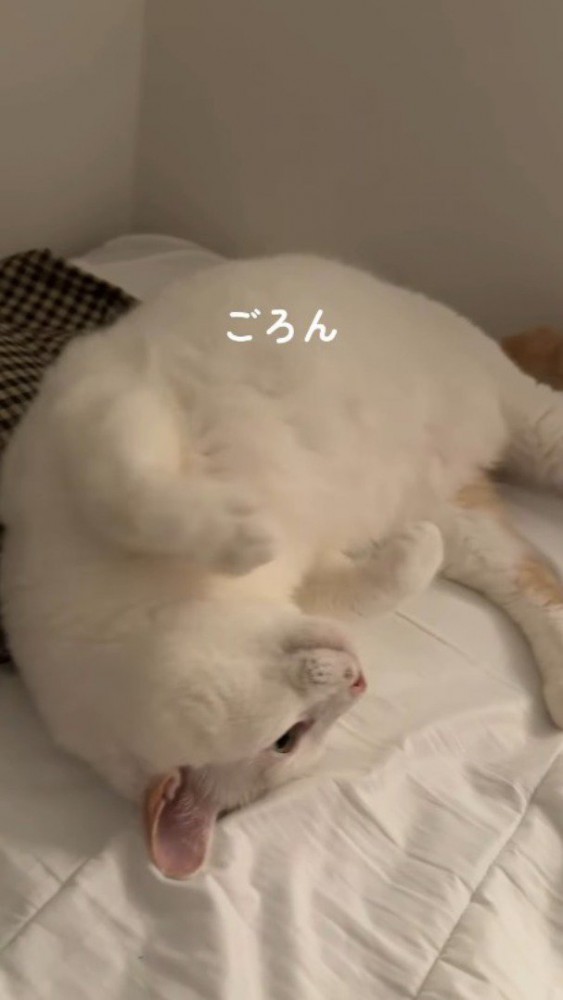 前足を折りたたんでお腹を見せる猫