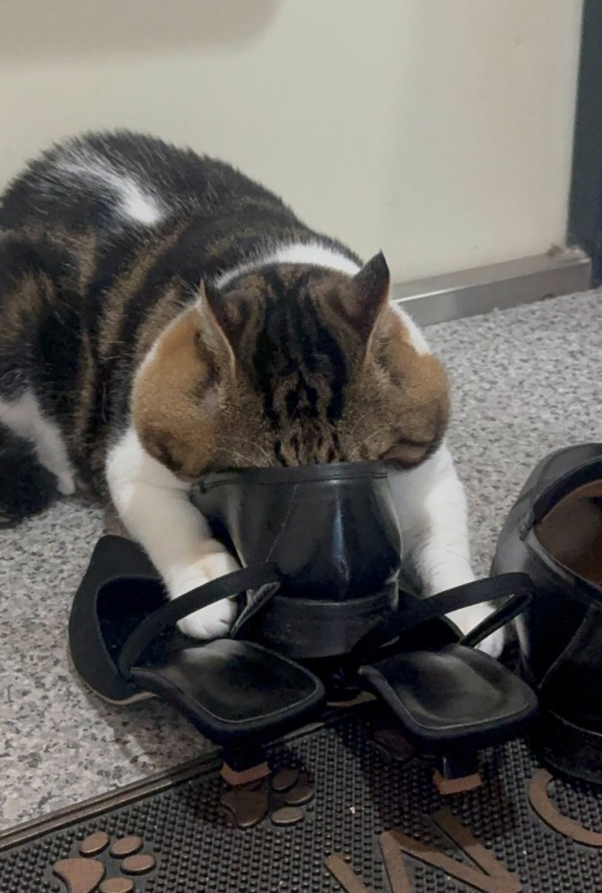 靴の匂いを嗅ぐ猫