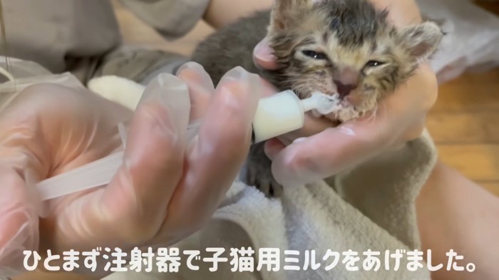 ミルクを飲ませてもらっている子猫