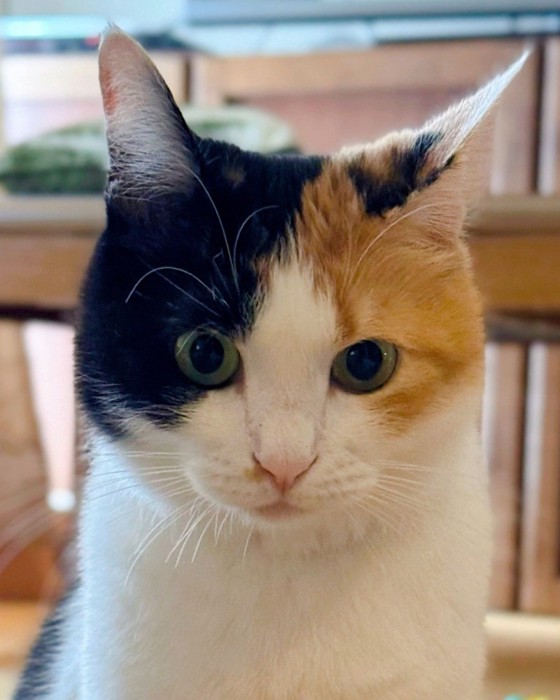 三毛猫の顔のアップ