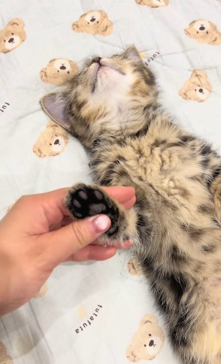 仰向けで寝る猫の手を触る人
