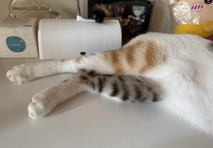 猫の後ろ足