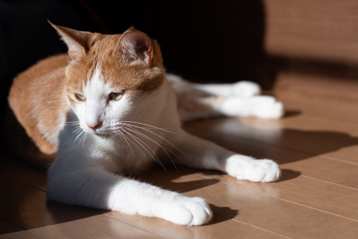 フローリングにいる猫