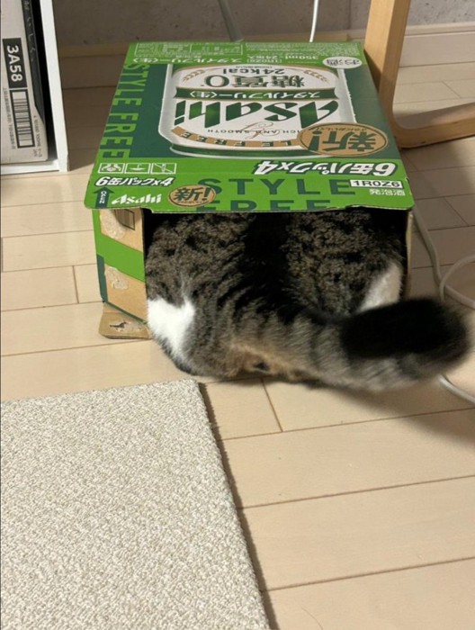 ビールの箱に入っているところ