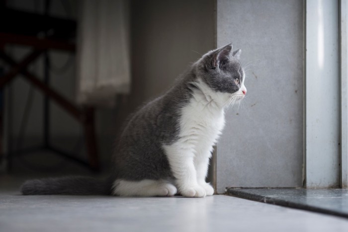 外を見るグレーの子猫