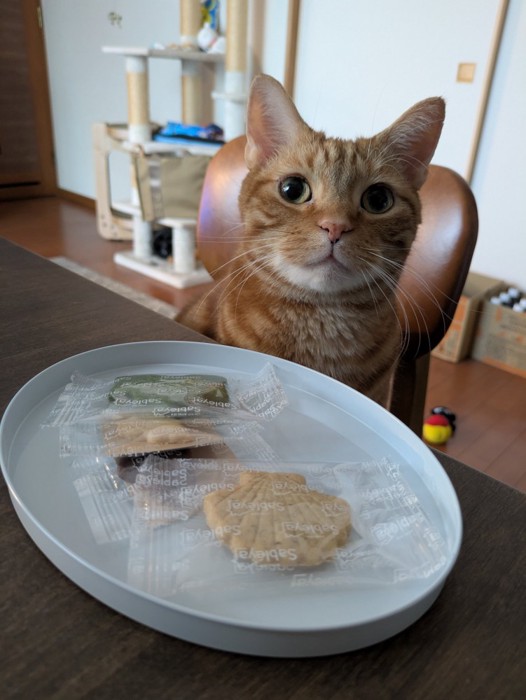 お菓子のお皿を眺める猫