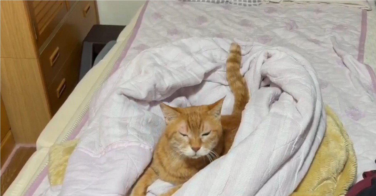 ベッドを満喫する猫