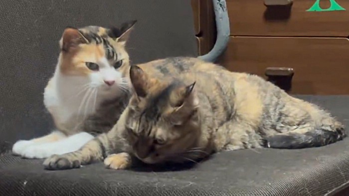 目をそらすサビ猫を睨みつける三毛猫