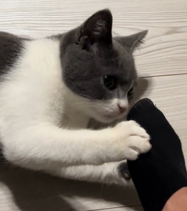 足を見つめる猫