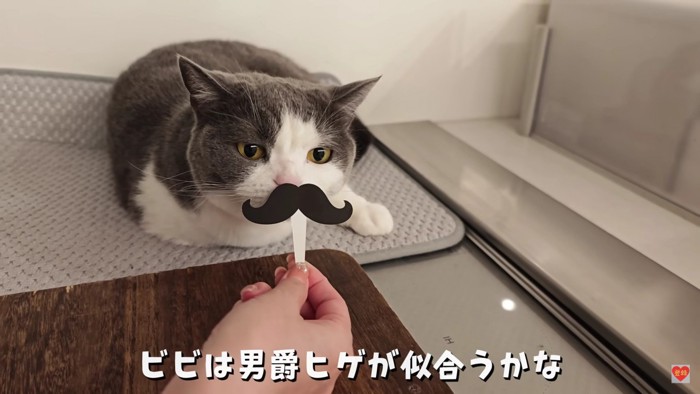 白グレー猫とヒゲ