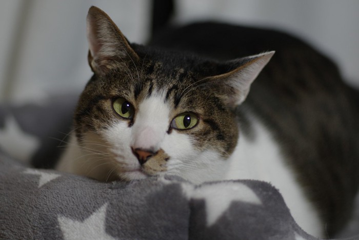 視線をそらす猫