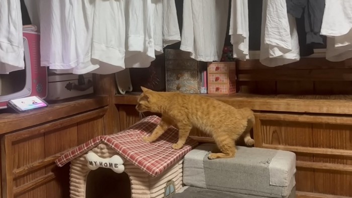 なにかを見つめる月ちゃん