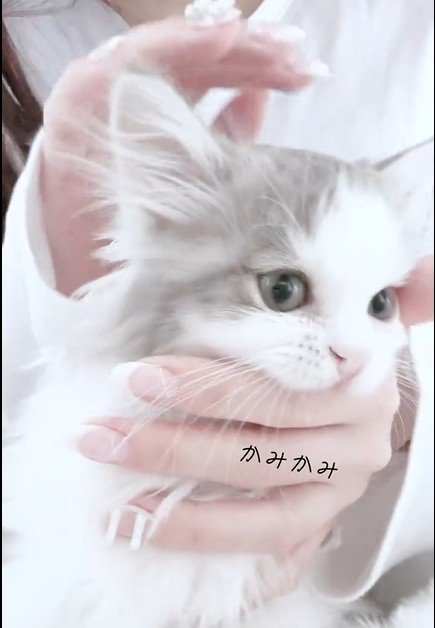 飼い主の指をかむ猫