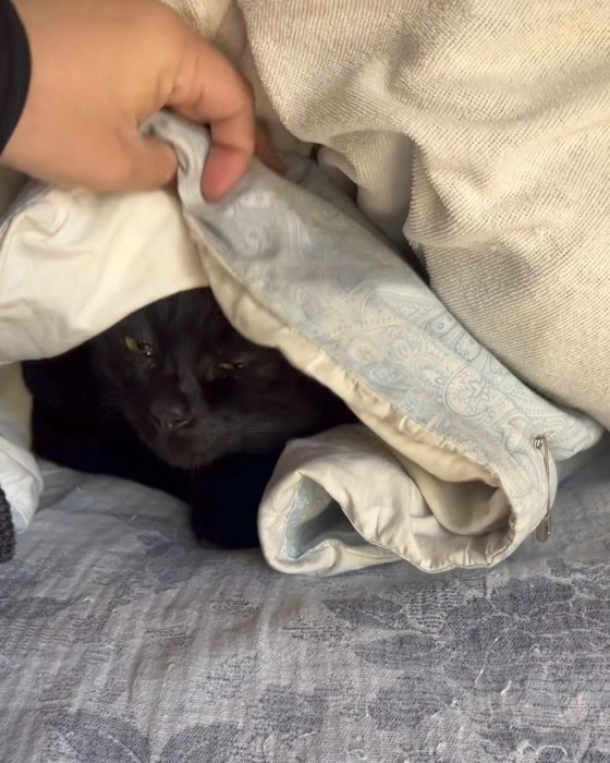 布団の中から睨んでくる猫