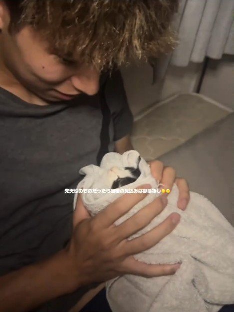 タオルに包まれる子猫