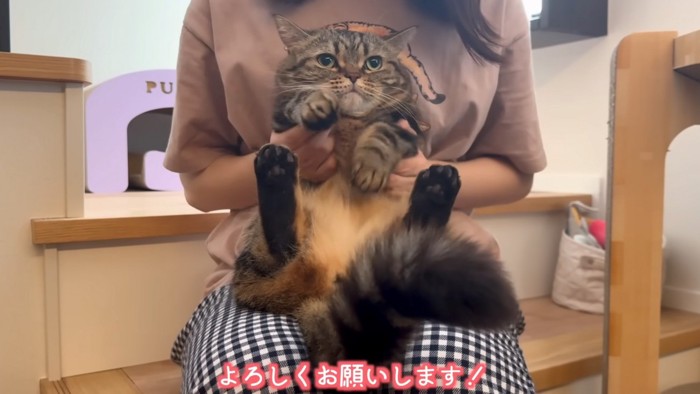真顔猫
