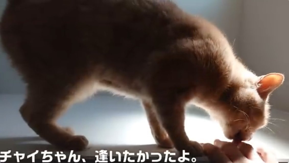 飼い主の手を舐める茶トラ猫