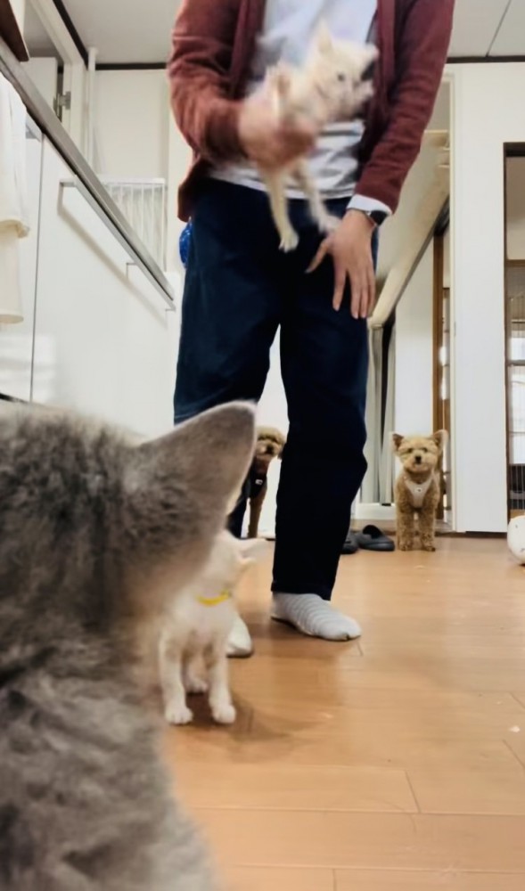 投稿主さんのごはんの準備が待ちきれず騒ぐ子猫たち