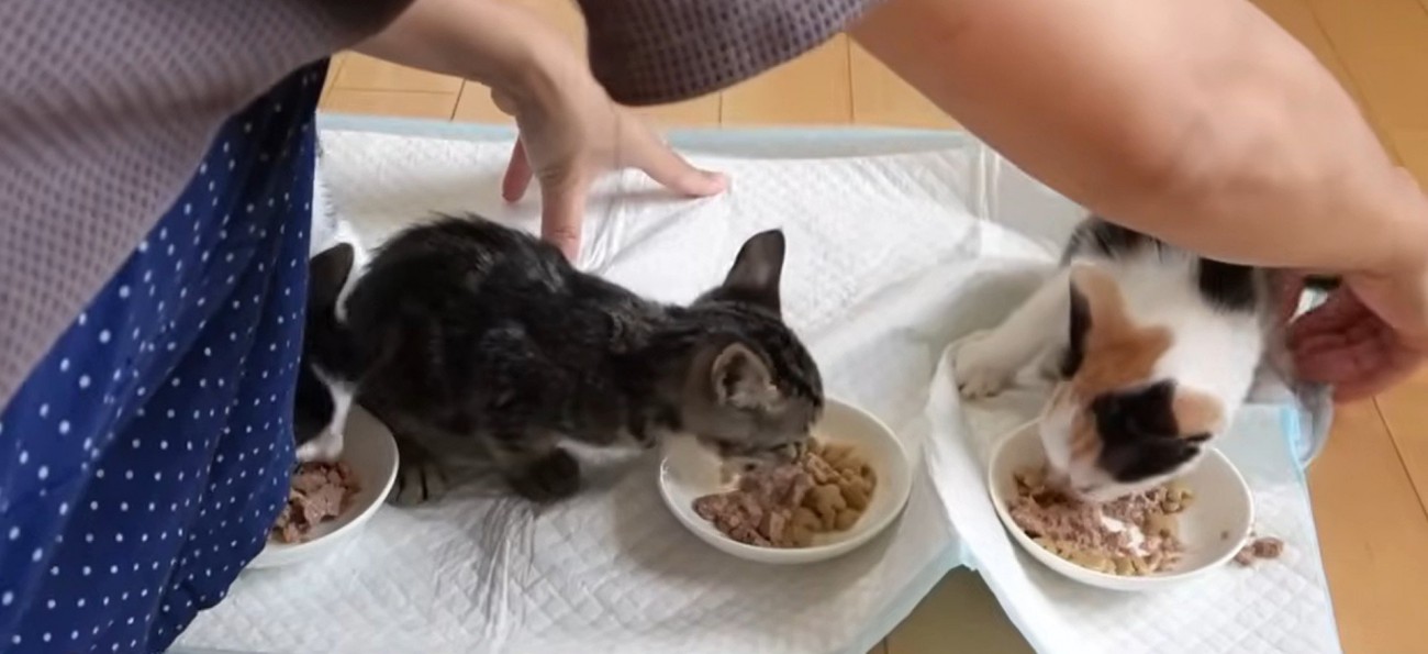 ご飯を食べている3匹の子猫