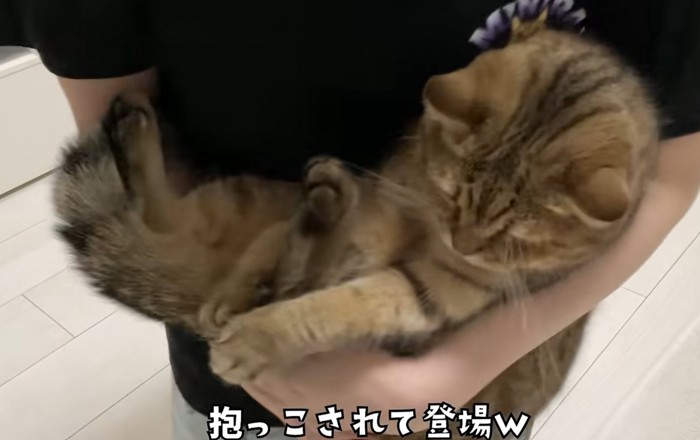 赤ちゃん抱っこをされる猫(抱っこされて登場w)