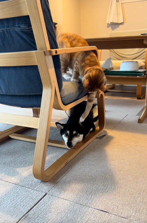 椅子の上にいる猫と椅子の下にいる犬