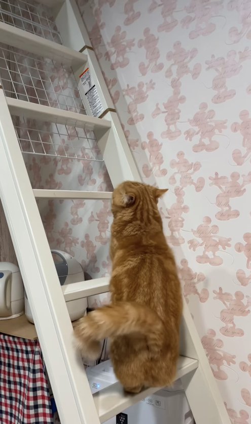 ハシゴの下の段に後ろ足を乗せて立っているオレンジ猫