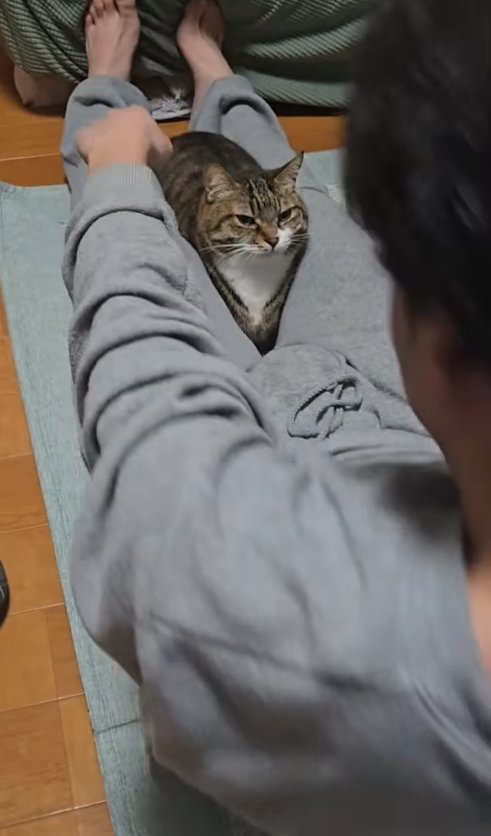 上体を起こしている飼い主を真剣な表情で見つめる猫