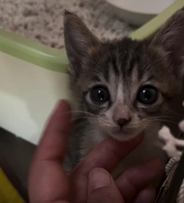 大きな目の子猫