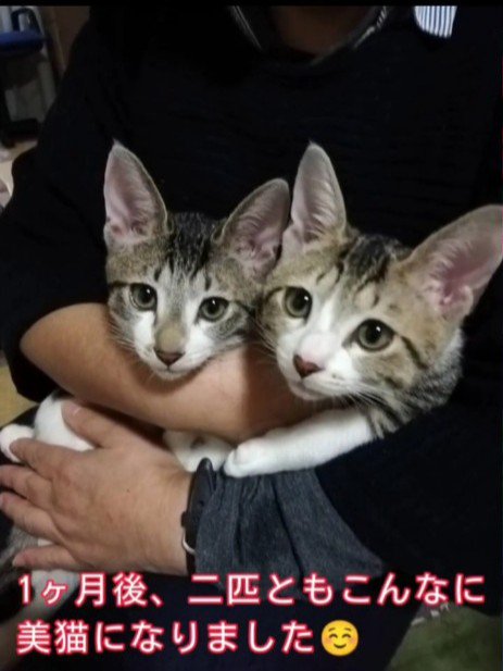 抱っこされる子猫たち