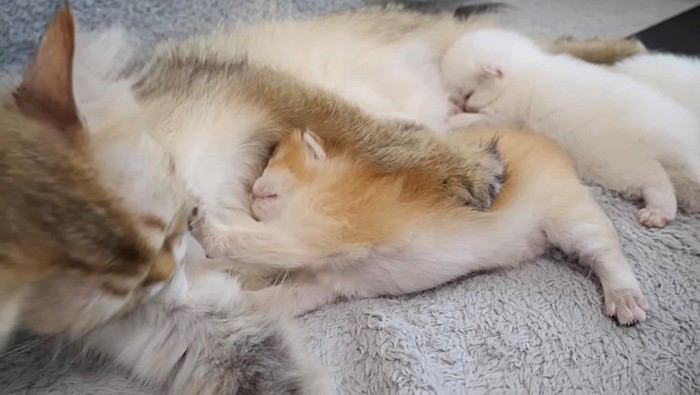 伸びをする子猫