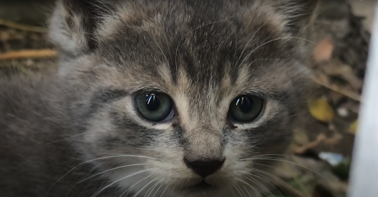 外にいる子猫のアップ